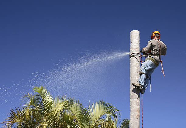 Best Hazardous Tree Removal  in Lock Haven, PA