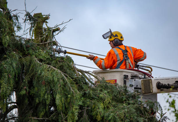 Best Tree Mulching  in Lock Haven, PA