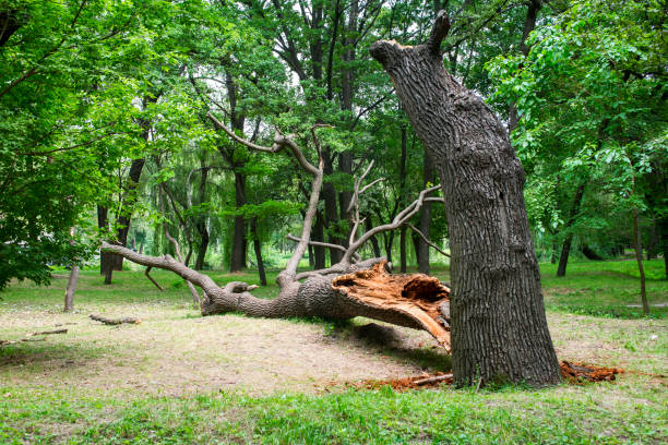 Best Seasonal Cleanup (Spring/Fall)  in Lock Haven, PA