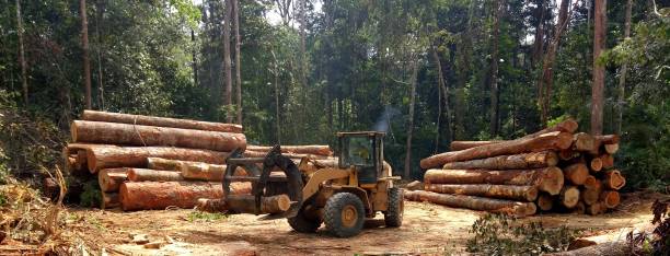 Best Tree Disease Treatment  in Lock Haven, PA