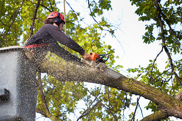Lawn Pest Prevention in Lock Haven, PA
