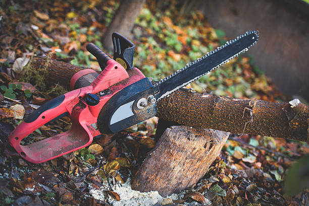Reliable Lock Haven, PA Tree Care Solutions