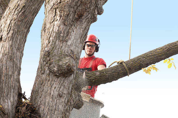Best Lawn Mowing  in Lock Haven, PA